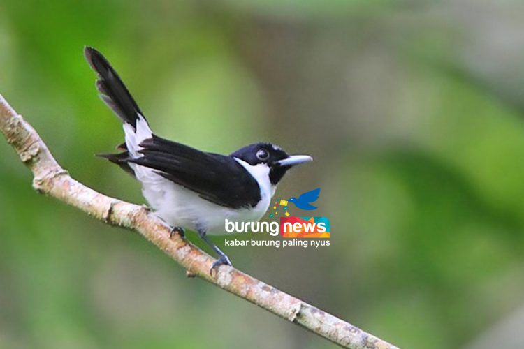 37++ Gambar burung ocehan terbaru