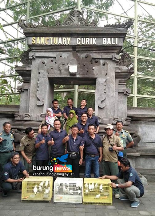 BILL SOLOMON, PETERNAK DARI BELANDA: Burung Lokal 