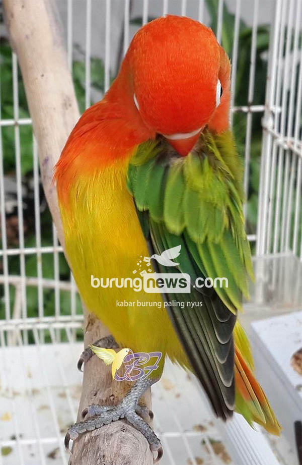  Gambar Burung Lovebird Biola Euwing 