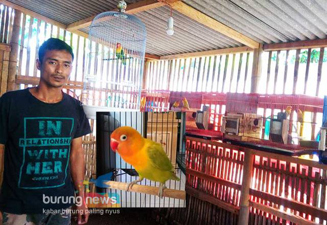 Kisah Heri Purnomo Banjarnegara Tiga Kali Mencetak Love Bird Konslet Hanya Kebetulan Burungnews
