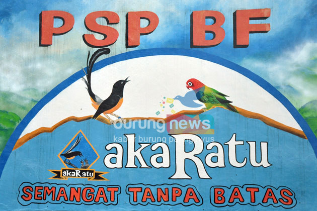 Antok Psp Bf Klaten Sukses Menangkar Murai Batu Setelah