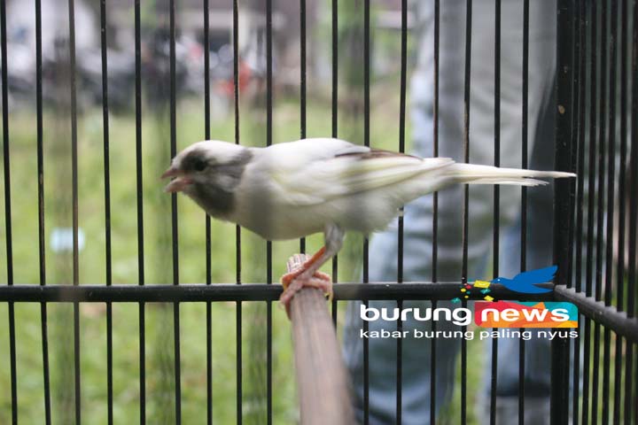 35+ Foto burung kenari panda terbaru