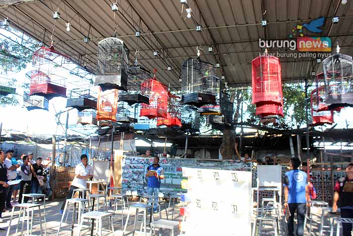 27++ Burung news surabaya 2019 terupdate